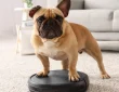 5 Best Robot Vacuums That Make Cleaning Effortless